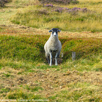 Buy canvas prints of Moorland Sheep - North Yorkshire Moors by Michael Shannon
