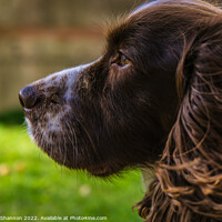Buy canvas prints of Cocker Spaniel by Michael Shannon