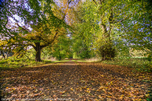 Woodland Walk in Autumn along a tree lined avenue Picture Board by Michael Shannon