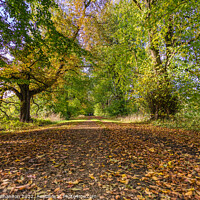 Buy canvas prints of Woodland Walk in Autumn along a tree lined avenue by Michael Shannon