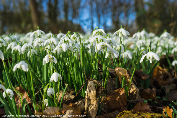 Woodland in Spring, carpeted with white snowdrop f Picture Board by Michael Shannon