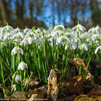 Buy canvas prints of Woodland in Spring, carpeted with white snowdrop f by Michael Shannon