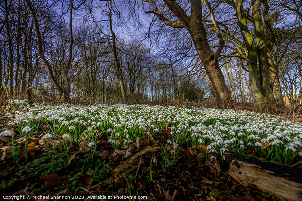 Woodland carpet of snowdrops in early spring. Picture Board by Michael Shannon