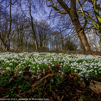 Buy canvas prints of Woodland carpet of snowdrops in early spring. by Michael Shannon