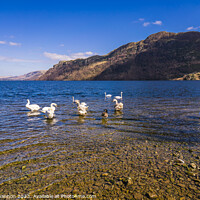 Buy canvas prints of Swans congregate on Ullswater. by Michael Shannon
