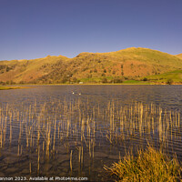 Buy canvas prints of Reeds in Brothers Water in the Englash Lake Distri by Michael Shannon