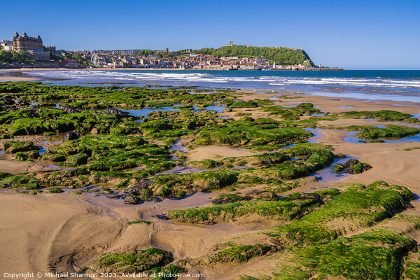 Rock Pools in Scarborough South Bay Picture Board by Michael Shannon
