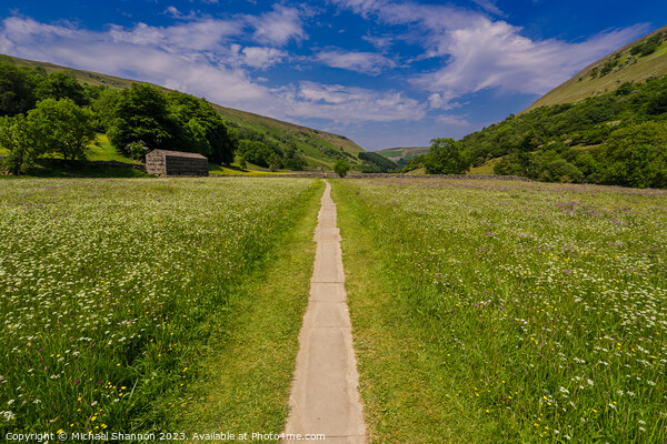 Path through the wild flower meadows, Swaledale Picture Board by Michael Shannon