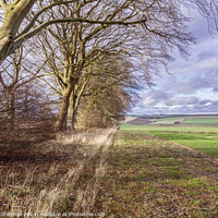 Buy canvas prints of Yorkshire Wolds Countryside by Michael Shannon