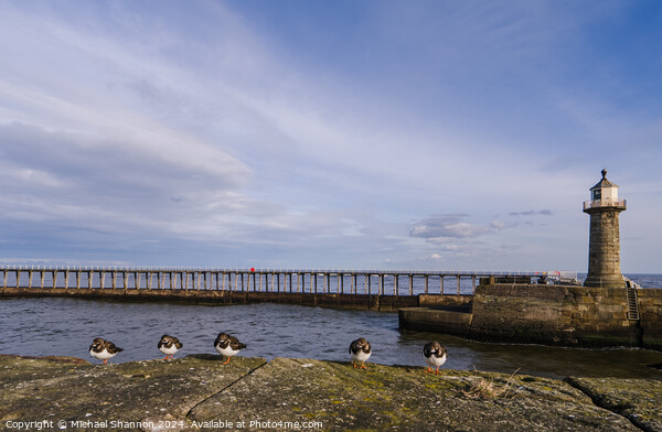 East Pier, Whitby Picture Board by Michael Shannon