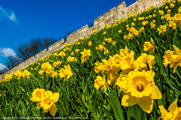 Daffodils decorate the City Walls in York Picture Board by Michael Shannon