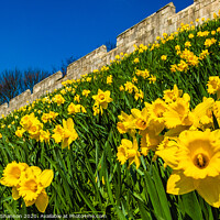 Buy canvas prints of Daffodils decorate the City Walls in York by Michael Shannon