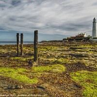 Buy canvas prints of St Mary's Island and Lighthouse, Northumberland by Michael Shannon