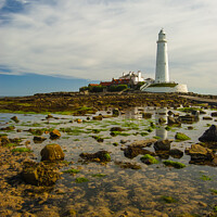 Buy canvas prints of St Marys Island, Northumberland by Michael Shannon