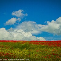 Buy canvas prints of A Sea of Red Poppies by Michael Shannon