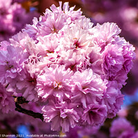 Buy canvas prints of Pink Cherry Blossom by Michael Shannon
