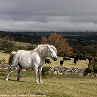 Buy canvas prints of Dartmoor Pony by Rachel Lawrence