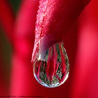 Buy canvas prints of The Wonder of a Raindrop by barbara croft