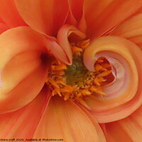 Buy canvas prints of The heart of the Dahlia by barbara croft