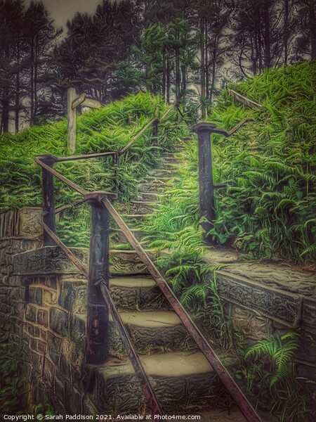 Stairway into forest Picture Board by Sarah Paddison