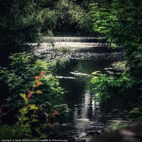 Buy canvas prints of River Tame through the trees by Sarah Paddison