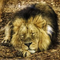 Buy canvas prints of Lion sleeps tonight by Sarah Paddison