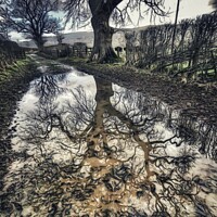 Buy canvas prints of Reflections  by Sarah Paddison