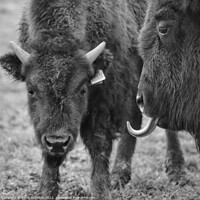 Buy canvas prints of Bison sticking tongue out by Sarah Paddison