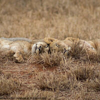 Buy canvas prints of Sleeping Lions by Sarah Paddison