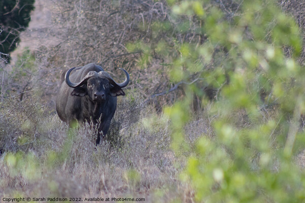Cape buffalo caught in the brush Picture Board by Sarah Paddison