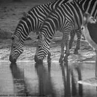 Buy canvas prints of Zebras drinking by Sarah Paddison