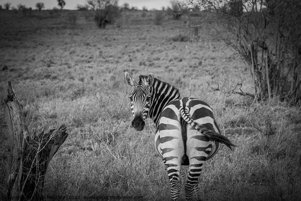 Zebra in Kenyan Bush Picture Board by Sarah Paddison