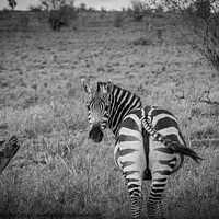 Buy canvas prints of Zebra in Kenyan Bush by Sarah Paddison