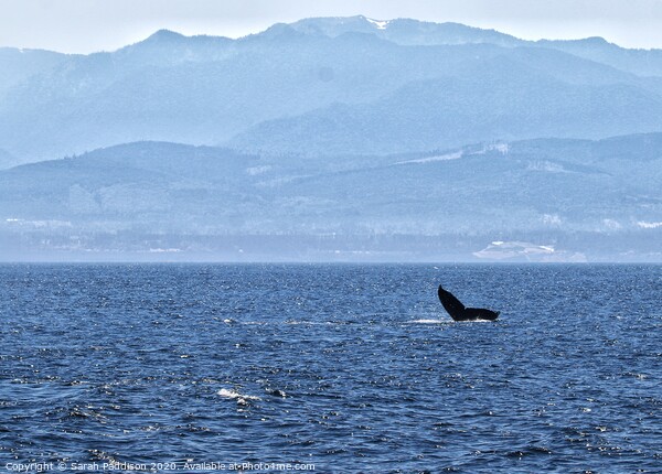 Humpback whale in the Salish Sea with Canadian Mountains Picture Board by Sarah Paddison