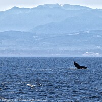 Buy canvas prints of Humpback whale in the Salish Sea with Canadian Mountains by Sarah Paddison