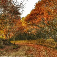 Buy canvas prints of Autumn on the Roman road, stalybridge by Sarah Paddison