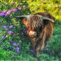 Buy canvas prints of Highland cow at walker wood reservoir by Sarah Paddison