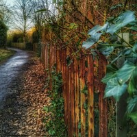 Buy canvas prints of Where does this path go? by Sarah Paddison