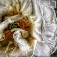 Buy canvas prints of Close up of White flower by Sarah Paddison