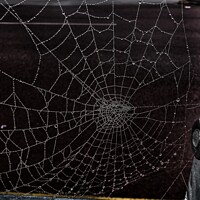 Buy canvas prints of Dewy spider web by Sarah Paddison