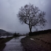 Buy canvas prints of Solitary tree and fence at Dovestones by Sarah Paddison