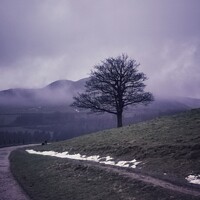 Buy canvas prints of Misty solitary tree by Sarah Paddison