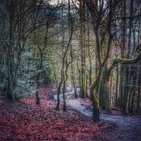 Buy canvas prints of Path through an autumnal wonderland by Sarah Paddison