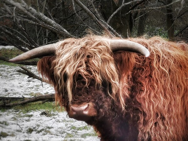 Highland Cow in the Snow Picture Board by Sarah Paddison