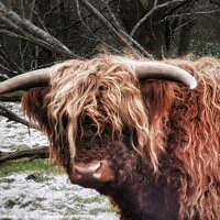 Buy canvas prints of Highland Cow in the Snow by Sarah Paddison