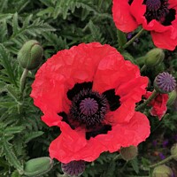 Buy canvas prints of Poppy and buds by Sarah Paddison
