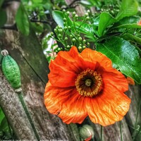 Buy canvas prints of Orange flower against a wooden backgroud by Sarah Paddison