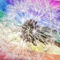 Buy canvas prints of Rainbow Dandelion by Sarah Paddison