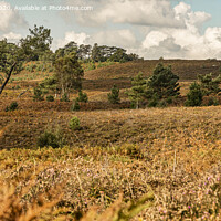 Buy canvas prints of Canford Heath by Roy Hornyak