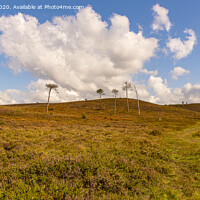 Buy canvas prints of a windswept hill, canford heath, poole, uk by Roy Hornyak